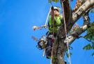 arborists