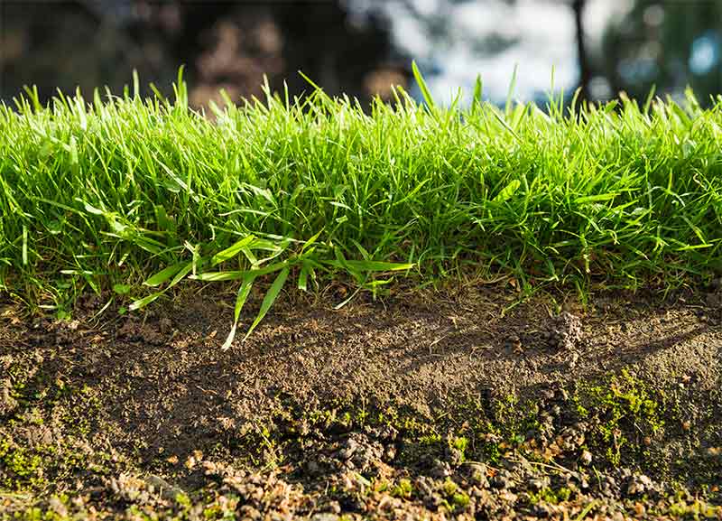 Take Care Of Your Home Garden lawn