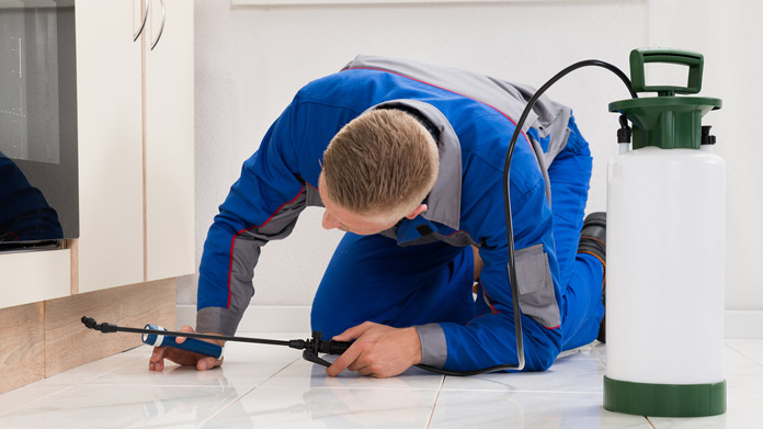 DIY Pest Control