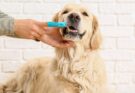 Is Your Pet Hiding Dental Pain? Warning Signs Every Owner Should Know