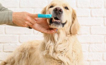 Good-Dental-Care-at-Home