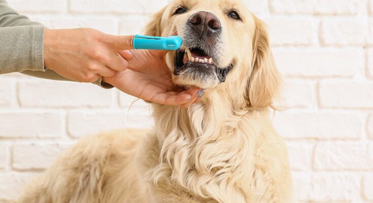 Good-Dental-Care-at-Home