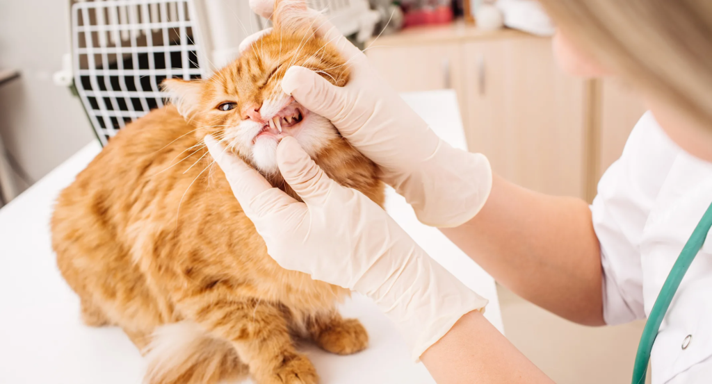 cat dental checkup
