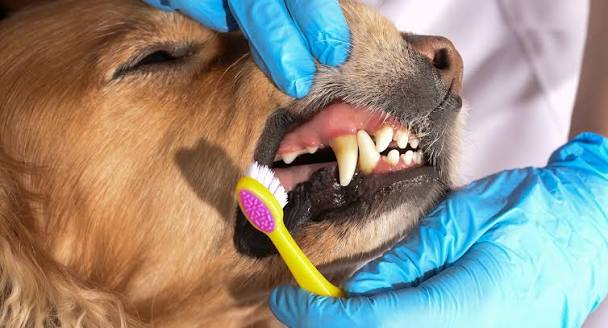 dental care for your pets in Encino